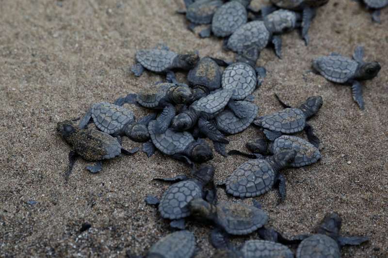 caretta